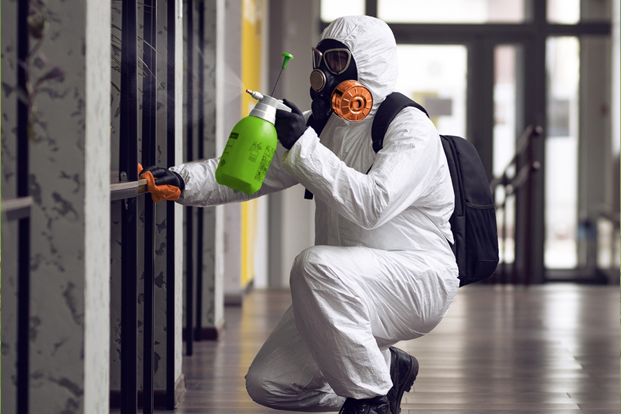 Mastering Mold Remediation Key Tips For Effective Services