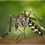 5 Mistakes Homeowners Make That Attract More Mosquitoes