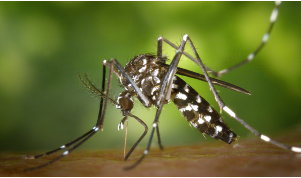 5 Mistakes Homeowners Make That Attract More Mosquitoes