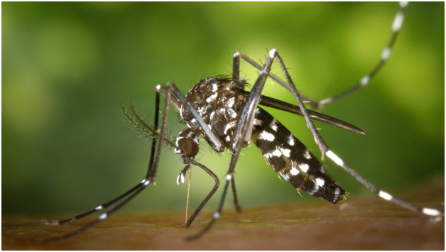 5 Mistakes Homeowners Make That Attract More Mosquitoes