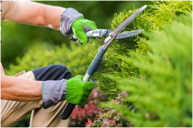 How Professional Gardening Services in Sydney Can Revitalise Your Garden and Improve Curb Appeal